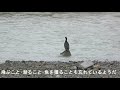 野鳥シリーズ　潜水の達人カワウ　この濁流じゃ潜れない