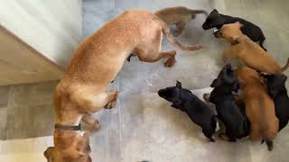 The mother and her 6 puppies from the village Anatoli are Safe in my Shelter! - Takis Shelter