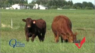 Checkoff-Funded Beef Quality Assurance: The Simmental Breed