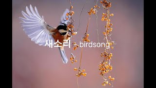 새소리 (힐링, 집중, 숙면, 평온) - Birdsong (Healing, concentration, deep sleep, tranquility)