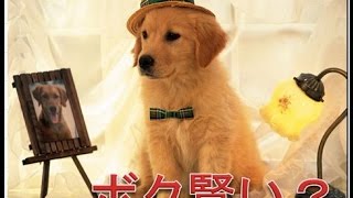 毛が抜けず大人しく利口でしつけやすい中・大型犬おすすめランキング１０