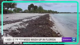 Florida's east coast seeing massive clumps of seaweed