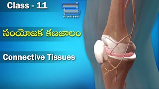 సంయోజక  కణజాలాలు – Connective Tissues | Biology Telugu | Class 11 Telugu Bipc | Inter 1 year