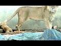 日立かみね動物園　ライオンの家族