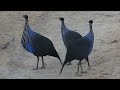 vulturine guineafowl