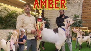 Launching Son Of Amber | Alpha Adant Main Huge Size | World Record Goats Hyderabad | Khalid Bhai.