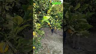 Malta Garden of Jibon Nagar Meherpur | Krishi o Krishok |