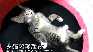 子猫の寝顔が酷い事になってた kitten faced terrible