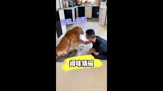 狗狗鼻子真这么灵啊...#萌宠出道计划   #萌宠成精了   #抖音动物图鉴