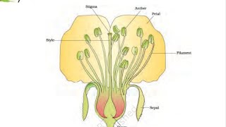 সপুষ্পক উদ্ভিদের যৌন জনন দশম শ্রেণী  1 ফুল sexual reproduction in flowering plants class 10 wbbse 1