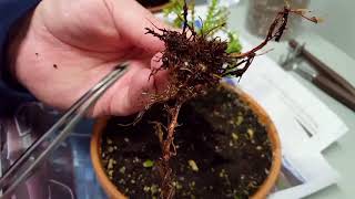 Repotting My Lemon Cypress ( Cupressus Macrocarpa )