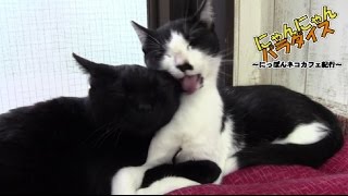 にゃんにゃんパラダイス ～にっぽんネコカフェ紀行～ 第73回/猫カフェにゃんくる　鎌倉店