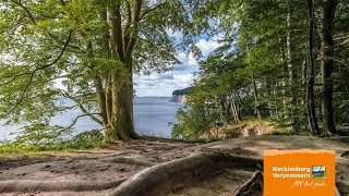 Die Architektur des Buchenwaldes im Nationalpark Jasmund auf Rügen