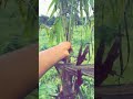 Check the next video to see the steps and technical way of planting a palm tree 🌴#palm v #farmer