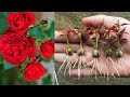 Tips and Tricks for Planting Rose Petals