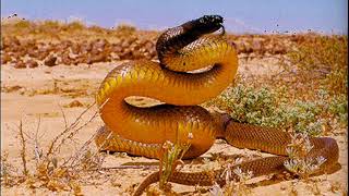 Top 10 Most Venomous Snakes in the World