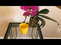 蝴蝶兰如何养 让蝴蝶兰多开花，方法很简单 how to take care orchid best tips for caring orchid.