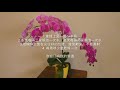 蝴蝶兰如何养 让蝴蝶兰多开花，方法很简单 how to take care orchid best tips for caring orchid.