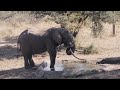 Discover Garonga Safari Camp in the Greater Makalali Private Nature Reserve