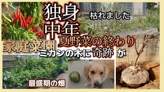 独身中年の家庭菜園【夏の終わり】次の野菜に備えますが、嬉しい知らせが！！