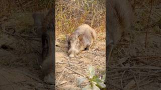 One of the rarest vedio of Wildboar in Mehrano Vedio by @hussaintalpur7005 #shortsfeed #shorts