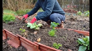 J'ai presque terminé la destruction du potager - Jardin de David - saison 3 épisode 6