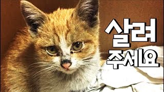 공장에서 죽어가는 아기고양이 구조 ! 그렇게 집사가 되었습니다 ! 간택 제대로 당해버렸다 . . . 사기수준!