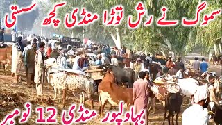 Bahawalpur Cow Mandi | Fresh Bahawalpur Cow Mandi | Qurbani 2025 || Global Village Farming