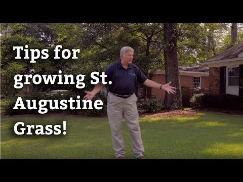 Growing St. Augustine Grass - Expert Lawn Care Tips Growing St. Augustine Grass - Expert Lawn Care Tips