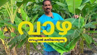 ഈ ഒരു ഇല മതി നിങ്ങളുടെ ജീവിതം മാറ്റി മറിക്കാൻ  | BANANA TREE l Agriculture | Shyju Vlogger