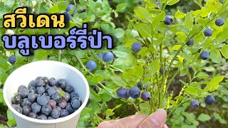 สำรวจป่าบลูเบอร์รี่สวีเดน เก็บบลูเบอร์รี่ป่า เพิ่งออก อัปเดท‼️ 2567 คนไทยในสวีเดน