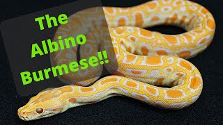 History of Burmese Pythons Ep. 2 Albinos