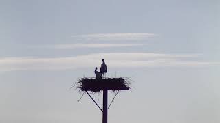 コウノトリ、20 08 0548　こうのとりすくすく子育て家族（Stork）