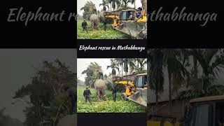 Elephant rescue in Mathabhanga #mathabhanga #wildlife #rescue #natgeowild #natgeowildlife #animals