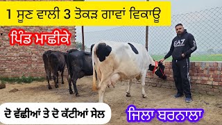 77194,56512 ਚਾਰ ਗਾਵਾ ਤੇ ਕੱਟੀਆ ਤੇ ਵੱਛੀਆ ਵਿਕਾਊ ਪਿੰਡ ਮਾਛੀਕੇ ਜਿਲਾ ਮੋਗਾ #trending