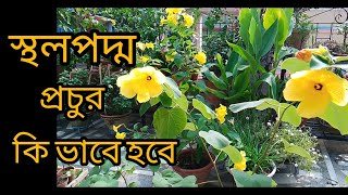 How to grow lotus, হলুদ স্থল পদ্ম কত সহজে আমি তৈরি করলাম।