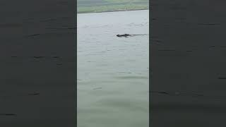 Crocodile was ready to attack in Chambal river.