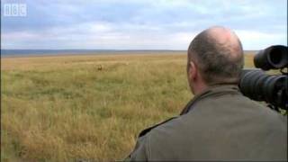 Simba Under Attack |  Big Cat Diary | BBC Earth