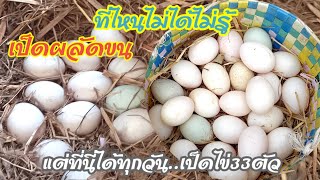 ใจฟูมากๆเลย❤ได้ไข่เป็ดเพิ่มขึ้นอีก🦆🥚#เป็ดไข่อารมภ์ดีผลัดขนแต่ออกไข่เยอะ🏡EP.608