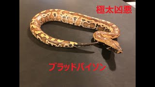 【ブラッドパイソン】極太で凶悪なパイソンを紹介！