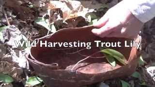 Wild Harvest - Foraging Edible Wild Plants - Harvesting Trout Lily