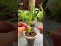 try growing aloe vera from cuttings shorts aloevera