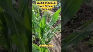 అంతర సాగు పంట | The New Style of Farming In Villages | Village Farming Garden  | Saiprasanna Nakka