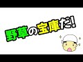 2泊3日の山籠もりソロキャンプ生活①～標高1000mの地で食材探し～