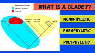 Monophyletic, Paraphyletic and Polyphyletic