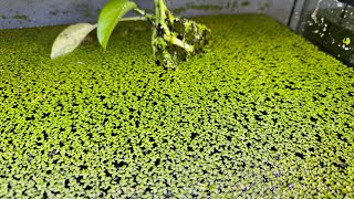 Why I LOVE duckweed