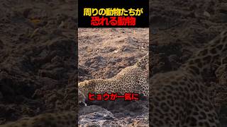 周りの動物たちも恐れる動物