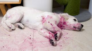 Little Golden Retriever steals dragon fruit, the scene is really scary!