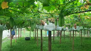 hydroponic hanging grow bag Cucumber farming