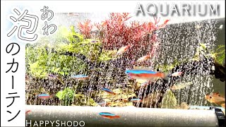 【AQUArium】90cm水槽の水にとろみがつきました🐠The water has become sticky. 　 #118